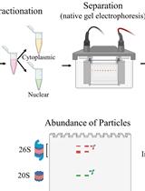 Fractionation of Native Protein Complexes from Mammalian Cells to Determine the Differential Proteasome Activity and Abundance