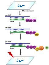 Fluorescence in situ Localization of Pri-miRNAs in Isolated <em>Arabidopsis thaliana</em> Nuclei