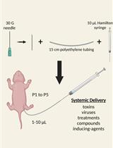 Intraperitoneal Injection of Neonatal Mice
