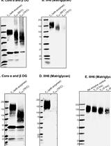 Identification of Matriglycan by Dual Exoglycosidase Digestion of α-Dystroglycan