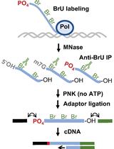 Genome-wide Mapping of 5′-monophosphorylated Ends of Mammalian Nascent RNA Transcripts