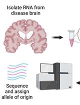 Testing for Allele-specific Expression from Human Brain Samples