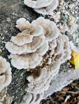 Production, Extraction, and Solubilization of Exopolysaccharides Using Submerged Cultures of Agaricomycetes