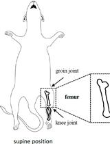 Isolation and Analysis of B-cell Progenitors from Bone Marrow by Flow Cytometry