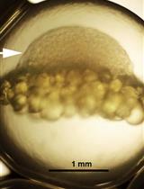 A Rapid and Simple Procedure for the Isolation of Embryonic Cells from Fish Eggs