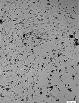 Isolation and Culture of Neural Stem/Progenitor Cells from the Hippocampal Dentate Gyrus of Young Adult and Aged Rats