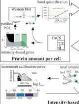 Protein Level Quantification Across Fluorescence-based Platforms