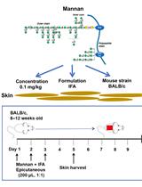 Epicutaneous Application of Mannan Induces Psoriasis-like Inflammation in an Inbred Mouse Strain