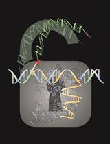在哺乳动物细胞中通过具有 3' 突出端的长 dsDNA 介导的 CRISPR 敲入 (LOCK) 实现高效的大 DNA 片段敲入