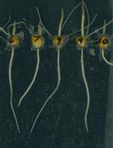 量化玉米胚根发育的平板生长测定