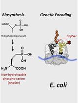 Biosynthesis and Genetic Encoding of Non-hydrolyzable Phosphoserine into Recombinant Proteins in <em>Escherichia coli</em>