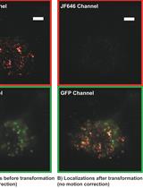相关常规和超分辨率光激活定位显微镜 (PALM) 成像来表征活哺乳动物细胞的染色质结构和动力学