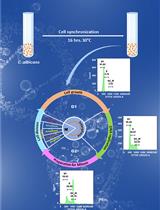 Cell Cycle Analysis of <em>Candida albicans</em> by Flow Cytometry