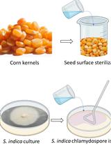 玉米幼苗的Serendipita indica定植及其定植效率分析