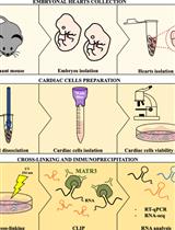 Preparation of Cardiac Extracts from Embryonal Hearts to Capture RNA–protein Interactions by CLIP