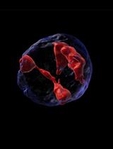 Three-dimensional Co-culture Model for Live Imaging of Pancreatic Islets, Immune Cells, and Neurons in Agarose Gel