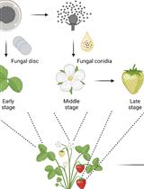 Botrytis cinerea in vivo Inoculation Assays for Early-, Middle- and Late-stage Strawberries