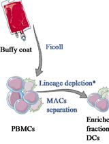 Human Dendritic Cell Subset Isolation by Magnetic Bead Sorting: A Protocol to Efficiently Obtain Pure Populations