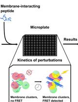 Fluorescence Resonance Energy Transfer to Detect Plasma Membrane Perturbations in Giant Plasma Membrane Vesicles