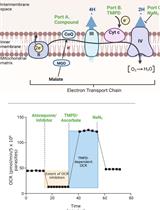 Analysis of Plasmodium falciparum Mitochondrial Electron Transport Chain Activity Using Seahorse XFe96 Extracellular Flux Assays