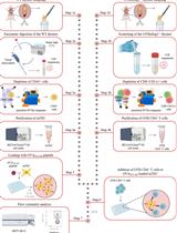 Medullary Thymic Epithelial Cell Antigen-presentation Assays