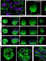 Preparation of Whole-mount Mouse Islets on Vascular Extracellular Matrix for Live Islet Cell Microscopy