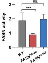 Identification of Acetylation Sites of Fatty Acid Synthase (FASN) by Mass Spectrometry and FASN Activity Assay