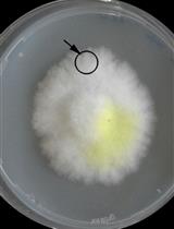 细菌和木材腐烂真菌共培养木块腐烂实验，分析木材降解过程中的协同/拮抗作用