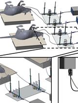 肺动脉和颈动脉导管同时测量肺动脉高压大鼠模型的平均肺动脉压和系统动脉压