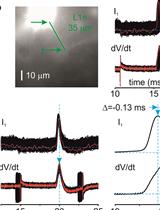 Measuring Action Potential Propagation Velocity in Murine Cortical Axons