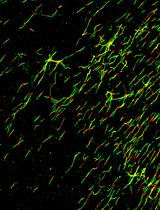 Purification of Long Non-coding RNAs on Replication Forks Using iROND (Isolate RNAs on Nascent DNA)