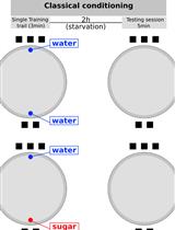 A New Behavioral Paradigm for Visual Classical Conditioning in Drosophila