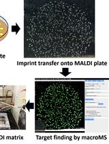 Workflow for High-throughput Screening of Enzyme Mutant Libraries Using Matrix-assisted Laser Desorption/Ionization Mass Spectrometry Analysis of <em>Escherichia coli</em> Colonies