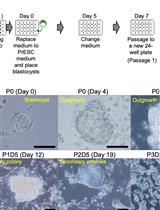 Generation of Mouse Primitive Endoderm Stem Cells