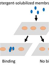 Phospholipid Preparations to Characterize Protein–Lipid Interactions In Vitro