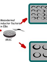 Efficient Differentiation of Human Induced Pluripotent Stem Cell (hiPSC)-Derived Mesenchymal Progenitors Into Adipocytes and Osteoblasts