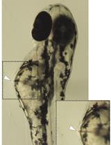Microinjection of β-glucan Into Larval Zebrafish (Danio rerio) for the Assessment of a Trained-Like Immunity Phenotype