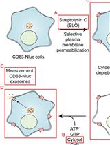 Biochemical Reconstitution of Ca2+-Dependent Exosome Secretion in Permeabilized Mammalian Cells