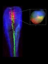 A Methodology for the Enzymatic Isolation of Embryonic Hypothalamus Tissue and Its Acute or Post-Culture Analysis by Multiplex Hybridisation Chain Reaction