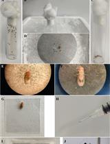 Habituation of Sugar-Induced Proboscis Extension Reflex and Yeast-Induced Habituation Override in Drosophila melanogaster