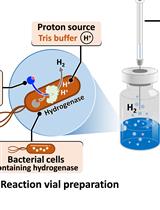 通过气相色谱法监测甲基紫精依赖性氢化酶产生氢气的活性