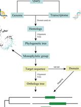 Phylogenetic Inference of Homologous/Orthologous Genes among Distantly Related Plants
