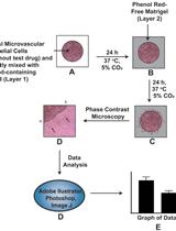 An Improved Protocol for the Matrigel Duplex Assay: A Method to Measure Retinal Angiogenesis