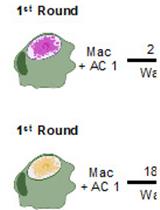 In vitro Assessment of Efferocytic Capacity of Human Macrophages Using Flow Cytometry