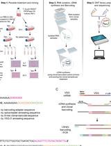 Identifying Antigenic Switching by Clonal Cell Barcoding and Nanopore Sequencing in Trypanosoma brucei