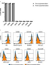 Streamlined Methods for Processing and Cryopreservation of Cell Therapy Products Using Automated Systems