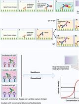 用于检测和定量人血浆或血清中抗病毒抗体的优化间接 ELISA 方案:以 SARS-CoV-2 为例的案例研究