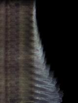 通过免疫荧光定量非洲鳉鱼整体和再生尾鳍冷冻切片的细胞增殖