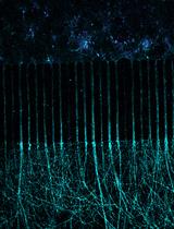 Multiple Labeling of Compartmentalized Cortical Neurons in Microfluidic Chambers