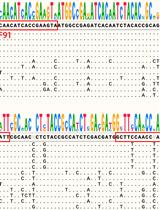 Development of Recombinase Polymerase Amplification–Lateral Flow Dipstick (RPA–LFD) as a Rapid On-Site Detection Technique for Fusarium oxysporum